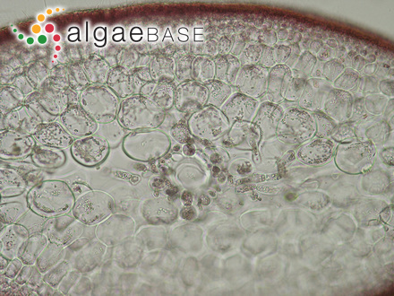 Hideophyllum yezoense (Yamada & Tokida) A.D.Zinova