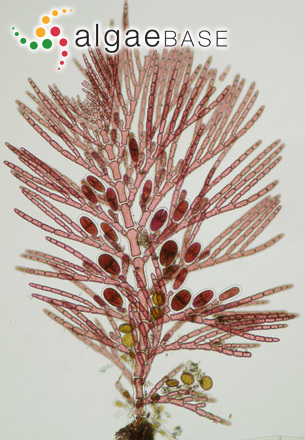 Antithamnion villosum (Kützing) Athanasiadis