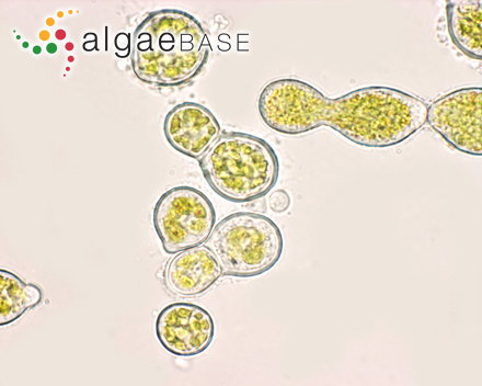 Tayloriella abyssalis M.J.Wynne