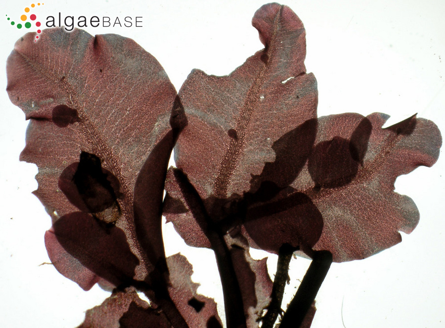 Apoglossum ruscifolium (Turner) J.Agardh