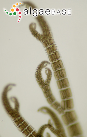 Melanothamnus collabens (C.Agardh) Díaz-Tapia & Maggs