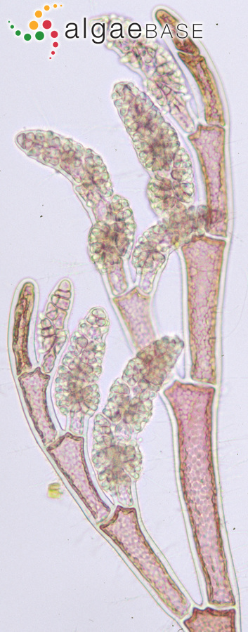 Tiffaniella capitata (Bornet) Doty & Meñez