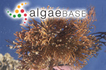 Phyllotylus flabellatus J.Agardh