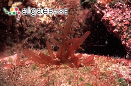 Chrysymenia ventricosa (J.V.Lamouroux) J.Agardh