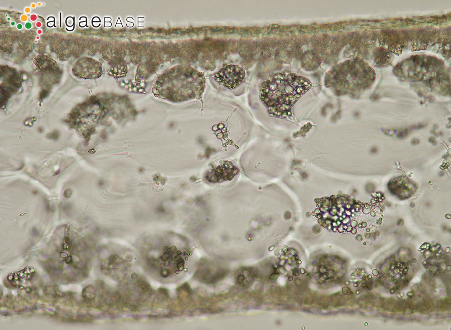 Calliblepharis ciliata (Hudson) Kützing
