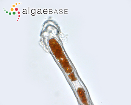 Trentepohlia afra (Massalongo) A.B.Cribb