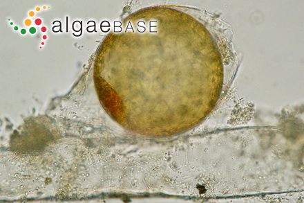 Conferva paradoxa Roth