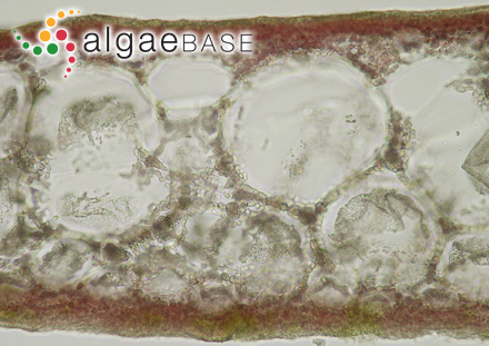Metacallophyllis laciniata (Hudson) A.Vergés & L.Le Gall