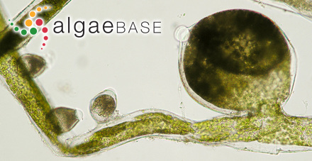 Vaucheria velutina C.Agardh
