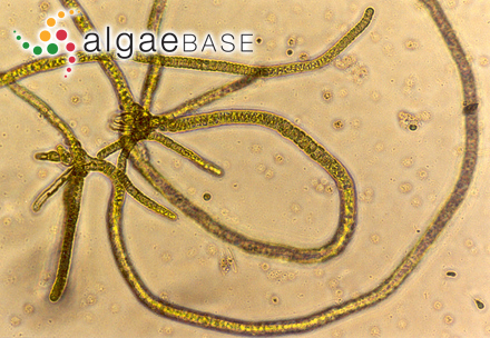 Capsosiphon fulvescens (C.Agardh) Setchell & N.L.Gardner