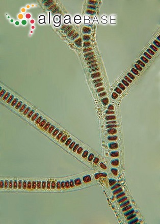 Stylonema alsidii (Zanardini) K.M.Drew
