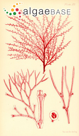 Anotrichium licmophorum (Harvey) Baldock
