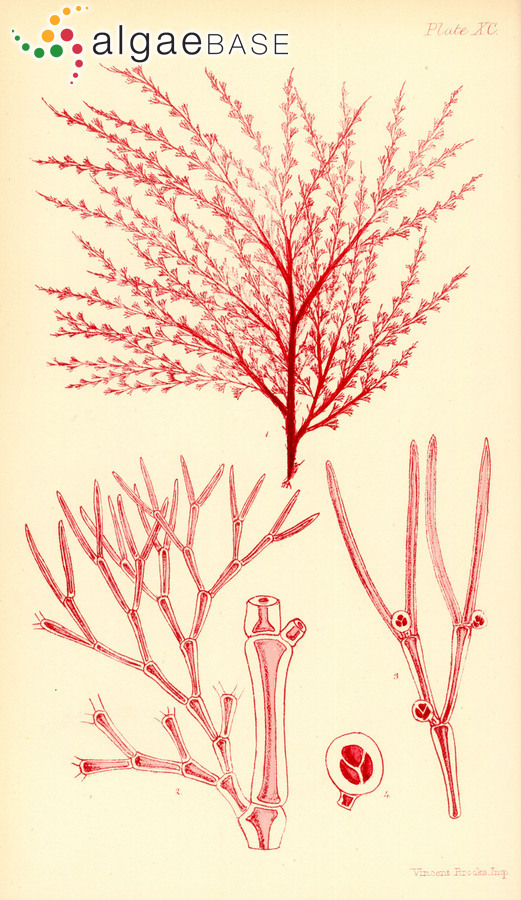 Anotrichium licmophorum (Harvey) Baldock