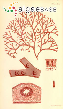 Acrotylus australis J.Agardh