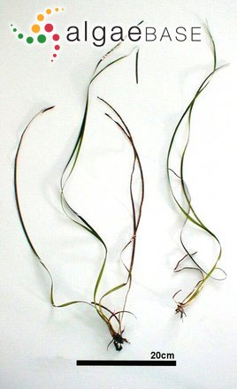 Phyllospadix iwatensis Makino