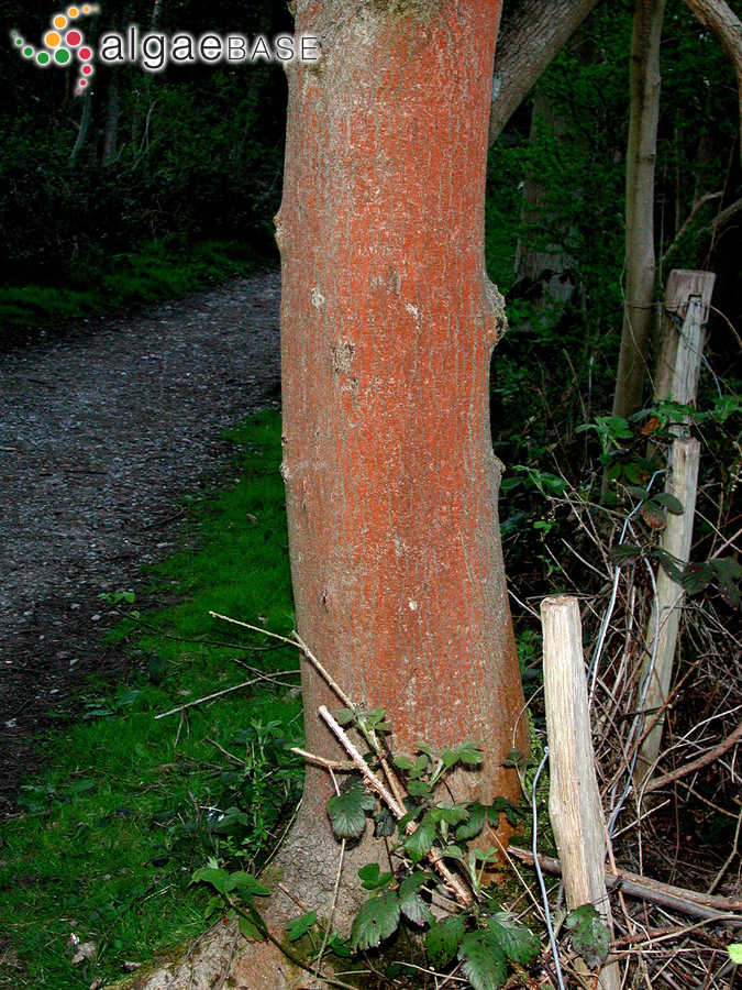 Trentepohlia umbrina (Kützing) Bornet