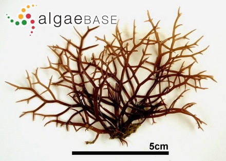 Chondracanthus tenellus (Harvey) Hommersand