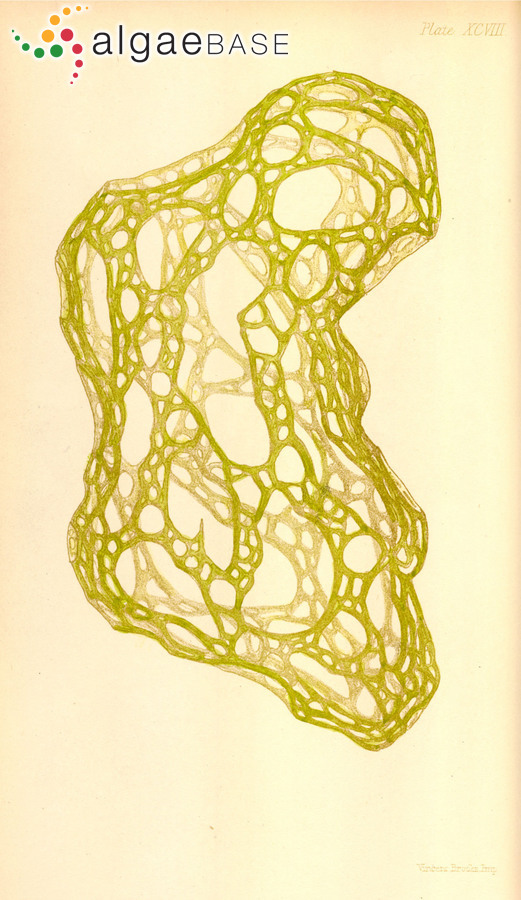 Hydroclathrus clathratus (C.Agardh) M.Howe