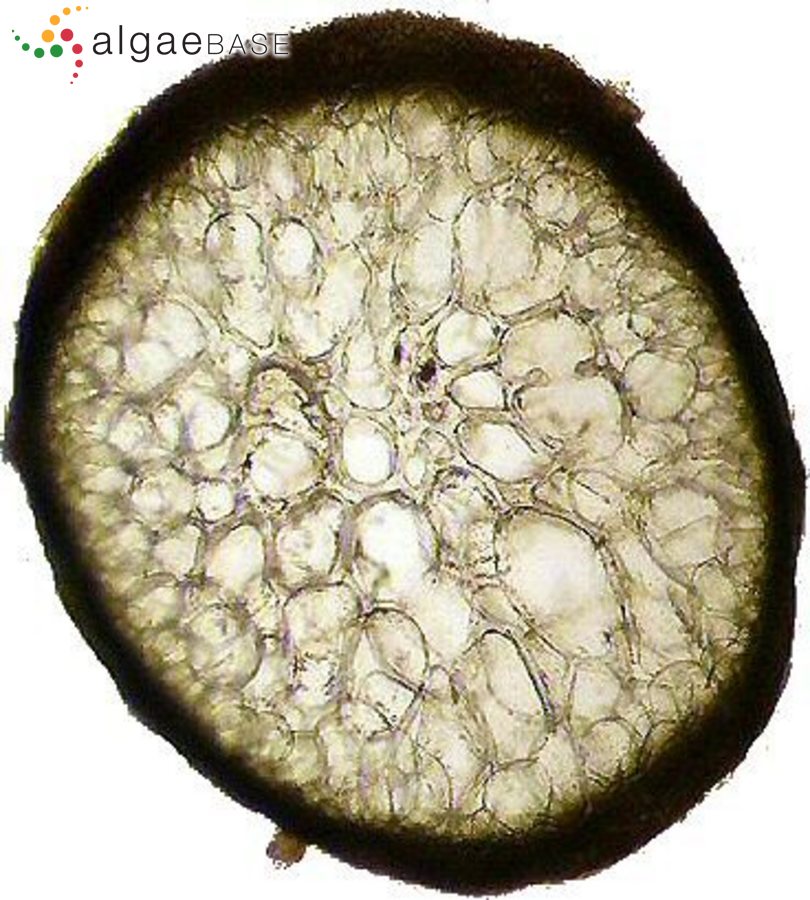 Hypnea flagelliformis Greville ex J.Agardh