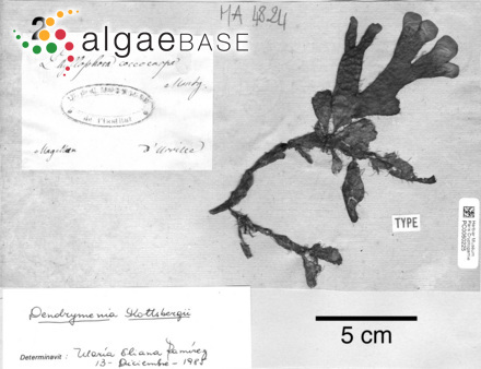 Rhodymenia coccocarpa (Montagne) M.J.Wynne