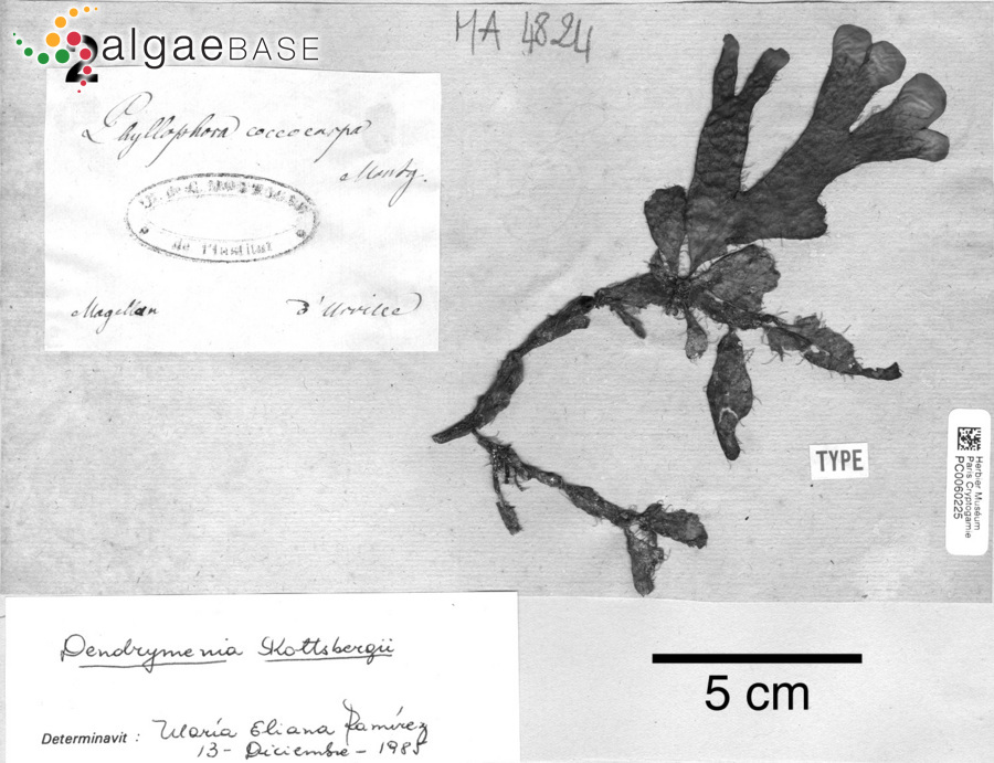 Rhodymenia coccocarpa (Montagne) M.J.Wynne