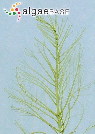 Trichosolen duchassaingii (J.Agardh) W.R.Taylor