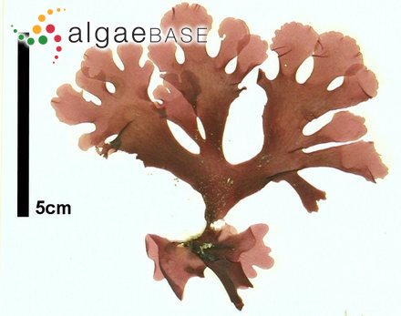 Acrosorium polyneurum Okamura