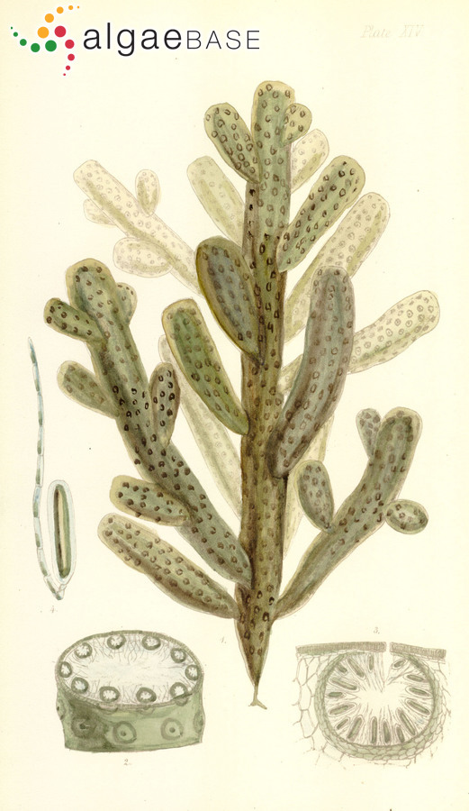 Splachnidium rugosum (Linnaeus) Greville
