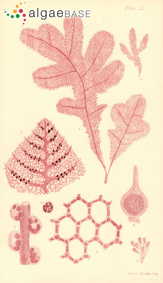 Thuretia quercifolia Decaisne