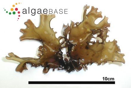 Dasya elegans (G.Martens) C.Agardh