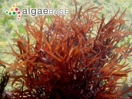 Cottoniella arcuata var. fusiformis (Børgesen) Schotter