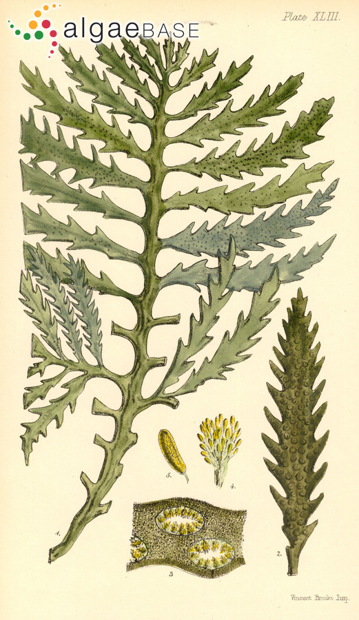 Platythalia quercifolia (R.Brown ex Turner) Sonder