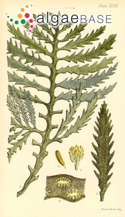 Platythalia quercifolia (R.Brown ex Turner) Sonder