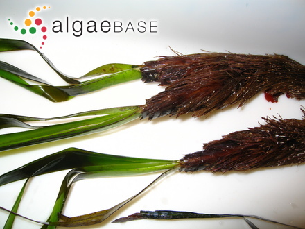 Posidonia oceanica (Linnaeus) Delile