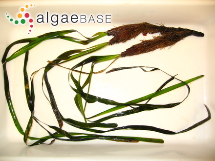 Posidonia oceanica (Linnaeus) Delile