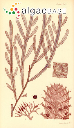 Dictyomenia sonderi Harvey