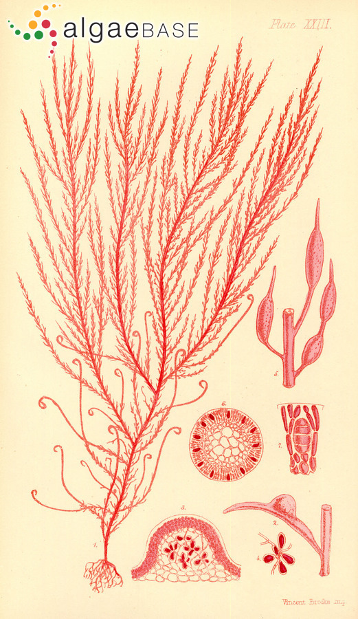Hypnea ramentacea (C.Agardh) J.Agardh