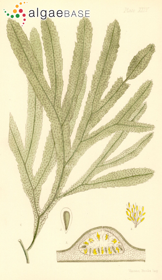 Myriodesma quercifolium (Bory) J.Agardh