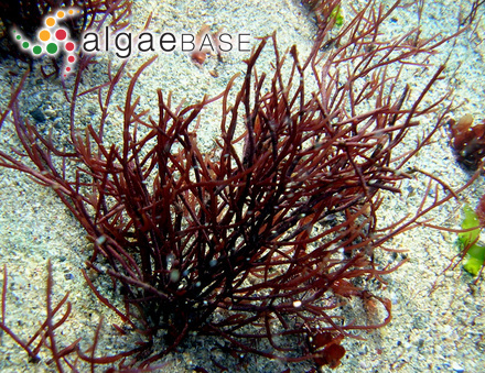 Chantransia trifila Buffham