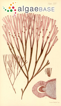 Melanthalia obtusata (Labillardière) J.Agardh
