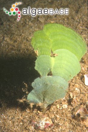 Udotea argentea Zanardini