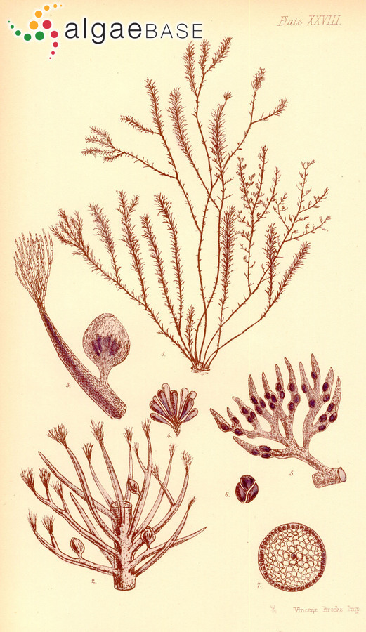 Lophurella periclados (Sonder) F.Schmitz
