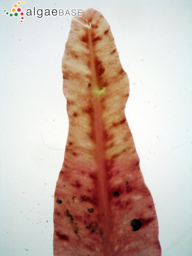 Neoholmesia natalensis M.J.Wynne