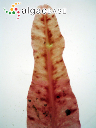 Neoholmesia natalensis M.J.Wynne