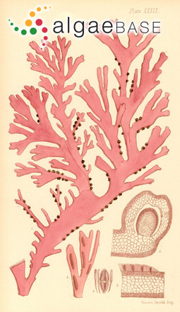 Curdiea angustata (Sonder) A.J.K.Millar