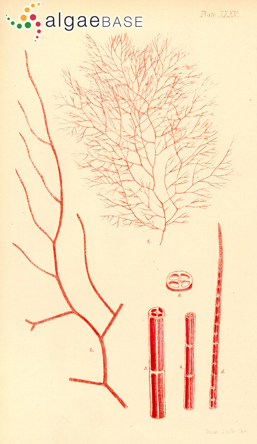 Malaconema roeanum (Harvey) Womersley & Shepley
