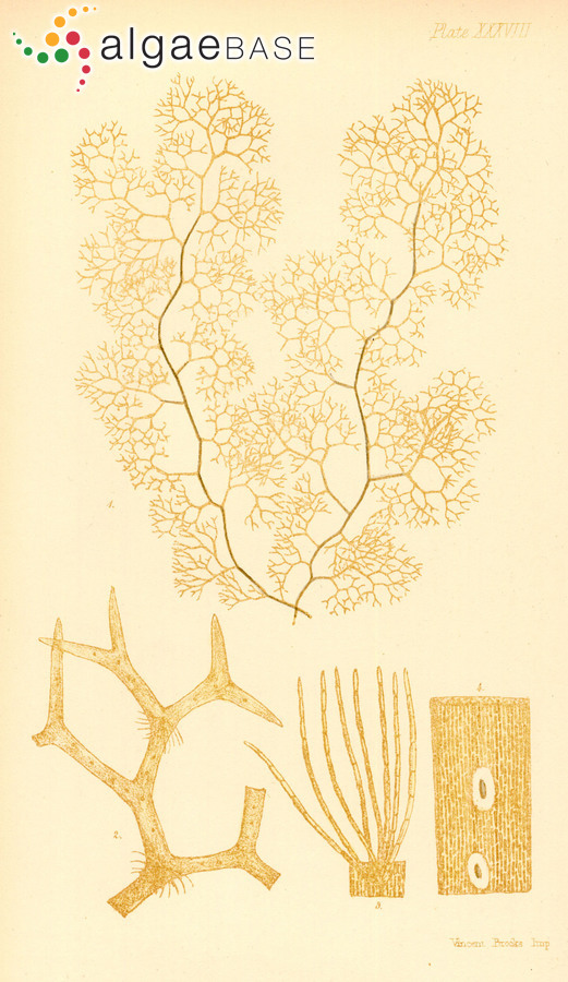 Dictyota furcellata (C.Agardh) Greville