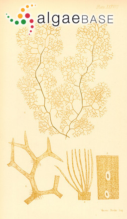 Dictyota furcellata (C.Agardh) Greville