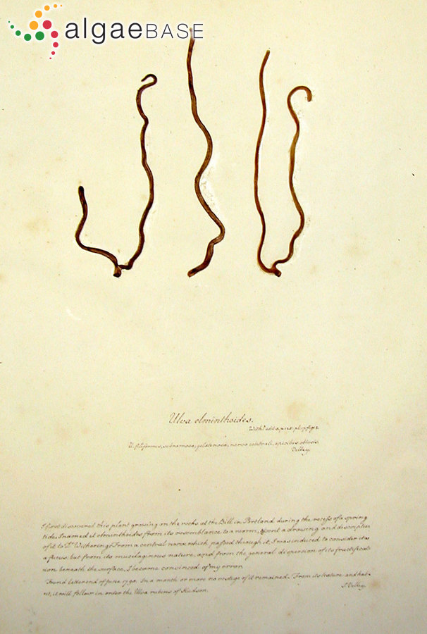 Nemalion elminthoides (Velley) Batters