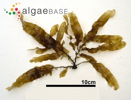Dictyopteris latiuscula (Okamura) Okamura
